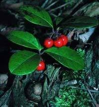 20 semillas de flores de hoja perenne de Gaultheria Procumbens de color verde invernalTEABERRY