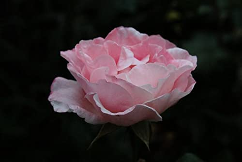 Govedic Agua de rosas para cocinar, hornear, cócteles  Agua de rosas 100% de grado alimenticio  Cuidado facial y capilar  Rosa de damasco comestible