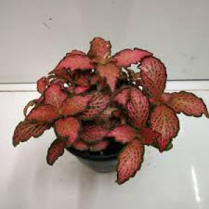 Nuevas semillas frescas de planta Fittonia 100pcs Generic Nuevas semillas frescas de planta Fittonia 100pcs Generic