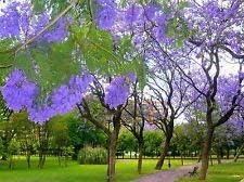 100 semillas de árbol de mimosifolia de Jacaranda moradas Generic