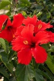 10 semillas de flores de hibisco rojo doble
