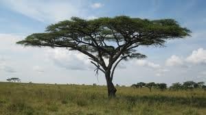 ACACIA tortilis Umbrella Thorn 3 semillas!