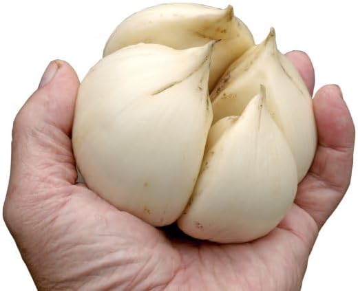 Bombilla de ajo gigante con orejas de elefante vivo de alta calidad  Cada bombilla contiene varios dientes para plantar o cocinar.