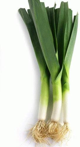 Semillas grandes de puerro con bandera estadounidense para plantar, más de 500 semillas de reliquia por paquete, semillas de jardín de Isla