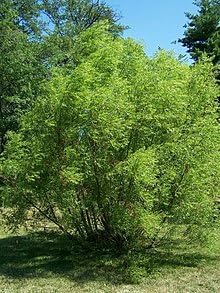 100 semillas de sauce negro, hermoso árbol de sombra y privacidad, árboles de cultivo