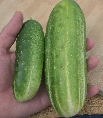 Wisconsin SMR 58 semillas de pepino para plantar, más de 50 semillas tradicionales por paquete, semillas de jardín (Isls’s Garden Seeds), semillas