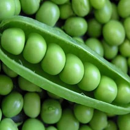 Perfection Semillas de guisantes de jardín de semillas oscuras para plantar, más de 50 semillas tradicionales por paquete, semillas de jardín de