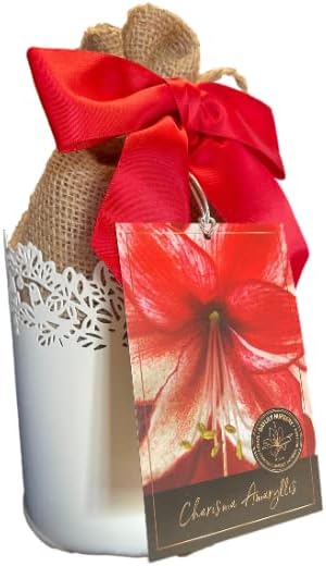Amaryllis – Kit de cultivo de regalo navideño, incluye una atractiva maceta de lata blanca, una bombilla de gran carisma y un medio de cultivo