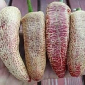 10 Semillas de Jalapeno de Granjero,AkA “piel de papa jalapeno”,Semillas de Pimienta Orgánica 10 Semillas de Jalapeno de Granjero,AkA “piel de papa jalapeno”,Semillas de Pimienta Orgánica
