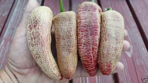 10 Semillas de Jalapeno de Granjero,AkA “piel de papa jalapeno”,Semillas de Pimienta Orgánica