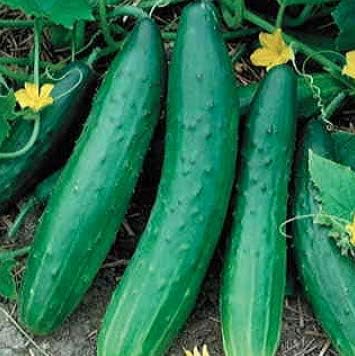 Garden Sweet – Semillas de pepino sin eructos para plantar, más de 50 semillas de reliquia por paquete, semillas de jardín de Isla (semillas de