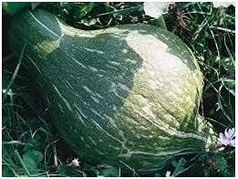 True Green – Semillas de calabaza Hubbard mejoradas para plantar, 25 semillas tradicionales por paquete, semillas de jardín de Isla (semillas de