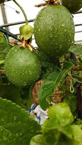 Vid de maracuyá púrpura, Passiflora Edulis, semillas (fruta rápida, comestible) (60 semillas)
