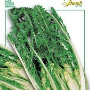 Achicoria reliquia italiana – Catalogna Brindisina Achicoria reliquia italiana – Catalogna Brindisina