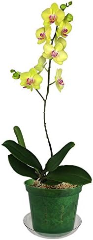 rePotme Maceta de orquídea de 3 pulgadas, paquete de 3 macetas de orquídeas ranuradas con agujeros para trasplante (esmeralda verde)