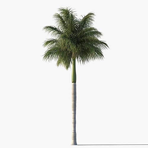 Royal Palm Tree Seeds, Roystonea Regia, también conocida como CubanFlorida Royal Palm, 20 semillas de árbol de alta calidad, palmera exótica,