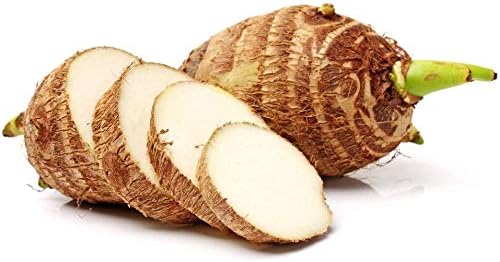3 bulbos en vivo Colocasia Esculenta Elefante Oreja Taro Gabi Kalo Eddo CRECIMIENTO RÁPIDO