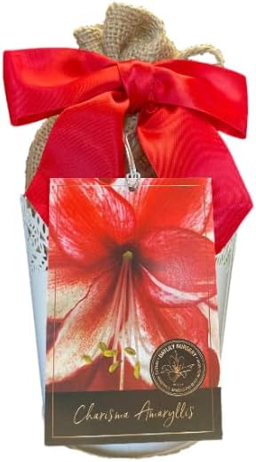 Amaryllis – Kit de cultivo de regalo navideño, incluye una atractiva maceta de lata blanca, una bombilla de gran carisma y un medio de cultivo