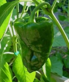Seed Kingdom 100 Seeds – Pimienta picante Poblano ancho
