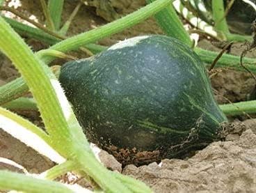 True Green – Semillas de calabaza Hubbard mejoradas para plantar, 25 semillas tradicionales por paquete, semillas de jardín de Isla (semillas de