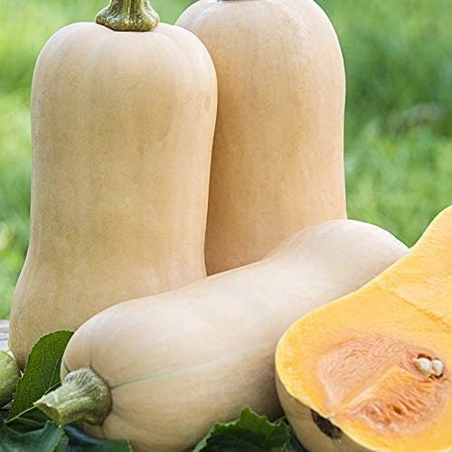 Waltham – Semillas de calabaza de invierno Butternut para plantar, más de 50 semillas tradicionales por paquete, semillas de jardín de Isla