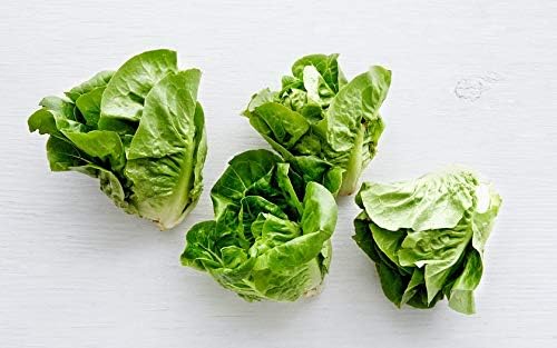 Semillas de lechuga Butterhead “Little Gem” para plantar, más de 1000 semillas de reliquia por paquete, semillas de jardín de Isla (semillas de