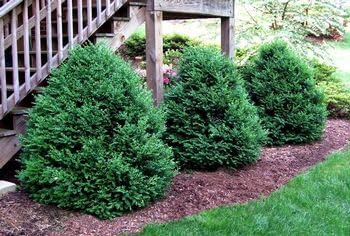 Green Mountain Boj  2 plantas vivas de tamaño galón  Elegante árbol de hoja perenne en forma de pirámide, ideal para topiario y paisajismo,