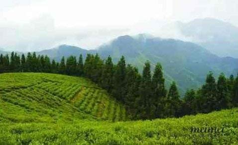 MeiMei Fine Teas Pre-Ming Long Jing Dragon Well Té verde  Té chino de hojas sueltas de origen verdadero  Cultivado orgánicamente  Alto antioxidante