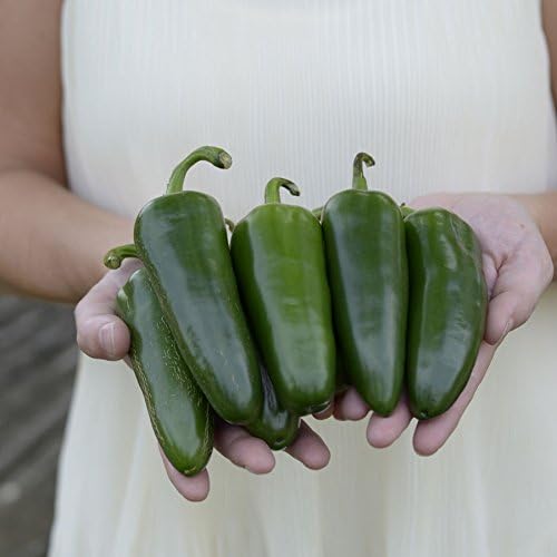 Park Seed Park’s Whopper – Semillas de pimiento jalapeño, paquete de 15 semillas