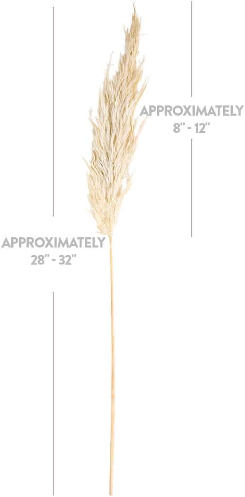 Koyal Wholesale Plumas decorativas de hierba de las pampas secas reales, 28-32 pulgadas, color blanco, a granel de 96 piezas de tallos de plantas de