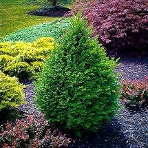 Green Mountain Boj  2 plantas vivas de tamaño galón  Elegante árbol de hoja perenne en forma de pirámide, ideal para topiario y paisajismo,
