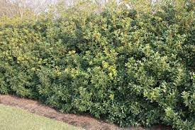 Tea Olive Fortunei  3 plantas vivas  Planta de Osmanthus fragante para jardín y paisaje, arbusto de hoja perenne de rápido crecimiento