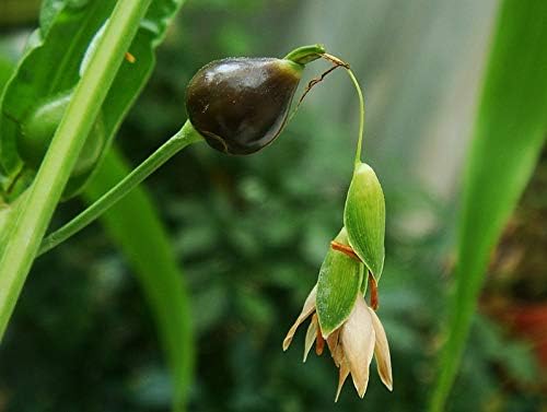 Semillas Coix Mijo Lágrimas de Trabajo Flores Anuales
