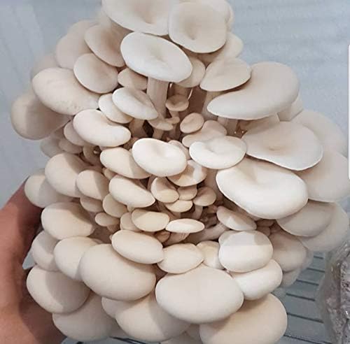1 libra de micelio de hongos de olmo blanco para cultivar hongos gourmet y medicinales en casa o comercialmente – Uso para crecer en pajilla,