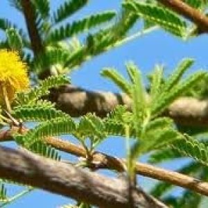 ACACIA tortilis Umbrella Thorn 3 semillas! ACACIA tortilis Umbrella Thorn 3 semillas!