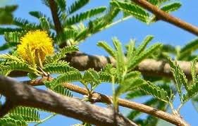 ACACIA tortilis Umbrella Thorn 3 semillas!
