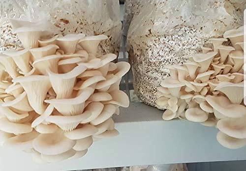 1 libra de micelio de hongos de olmo blanco para cultivar hongos gourmet y medicinales en casa o comercialmente – Uso para crecer en pajilla,