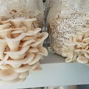 1 libra de micelio de hongos de olmo blanco para cultivar hongos gourmet y medicinales en casa o comercialmente – Uso para crecer en pajilla, 1 libra de micelio de hongos de olmo blanco para cultivar hongos gourmet y medicinales en casa o comercialmente – Uso para crecer en pajilla,