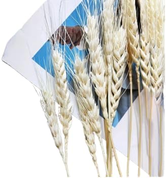 Trigo blanco artificial secado orgánico 150 tallos de 36 pulgadas x 70-76 tallos por paquete, juego de (2) dos paquetes