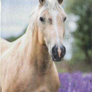 Sunshine’s Spot, LLC Calendario 2024-2025 de bolsillo para caballos de 2 años, 6.3 x 3.75 pulgadas Sunshine’s Spot, LLC Calendario 2024-2025 de bolsillo para caballos de 2 años, 6.3 x 3.75 pulgadas