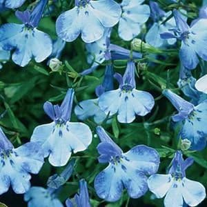 200 semillas de flores Blue Splash Lobelia Regatta Erinus