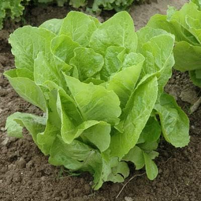 Semillas de Lechuga – Super Jericho MTO Organic – 1,000 Semillas
