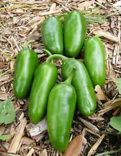 Clovers Garden Plantas de pimiento jalapeño suave, dos (2) plantas vivas, sin OMG, sin semillas, cada una de 4 a 8 pulgadas de alto en macetas de 4