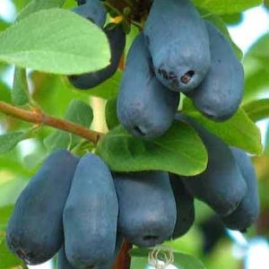 “Blue moon haskap sweetberry Madreselva honeyberry Vitamina Bayas gustos como Arandanos Potted Plant “Blue moon haskap sweetberry Madreselva honeyberry Vitamina Bayas gustos como Arandanos Potted Plant