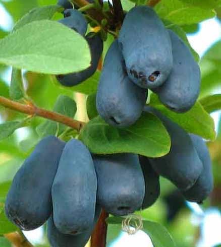 “Blue moon haskap sweetberry Madreselva honeyberry Vitamina Bayas gustos como Arandanos Potted Plant