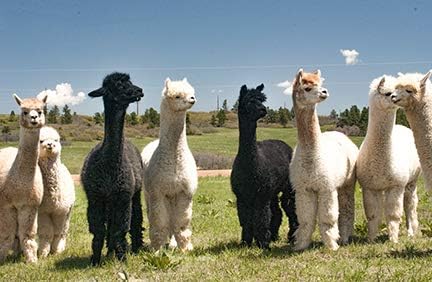 Warrior Alpaca Socks – Plantillas y forros de fieltro 100% lana de alpaca para zapatos y botas, 1 par – Mantente calientefresco naturalmente – Corta