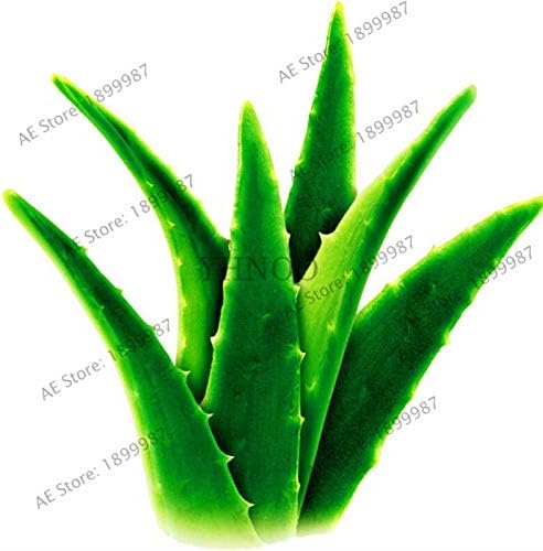 Semillas comestibles frescas de la planta del aloe vera 100pcs para plantar colores mezclados