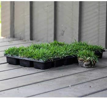 Zoysia Tapones de césped  54 tapones grandes de 3 x 3 pulgadas  hierba de césped tolerante a la sequía, la sal y la sombra