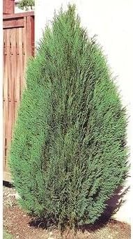 Blue Cone Arborvitae – Planta de tamaño de 1 galón vivo  Follaje azul verdoso vibrante para paisajismo, setos y pantallas de privacidad, tolerante a