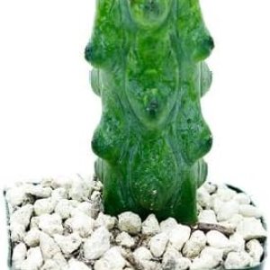 Boobie Cactus Myrtillocactus Geometrizans – Plantas suculentas raras vivas – Plantas de interior maduras para amantes de las plantas y Boobie Cactus Myrtillocactus Geometrizans – Plantas suculentas raras vivas – Plantas de interior maduras para amantes de las plantas y